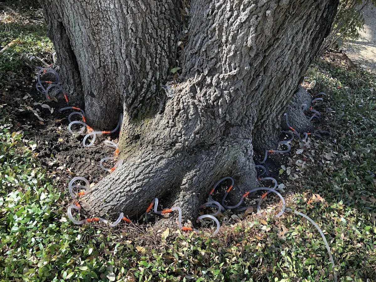 Detailed Tree Cabling and Bracing job site in Ruthton